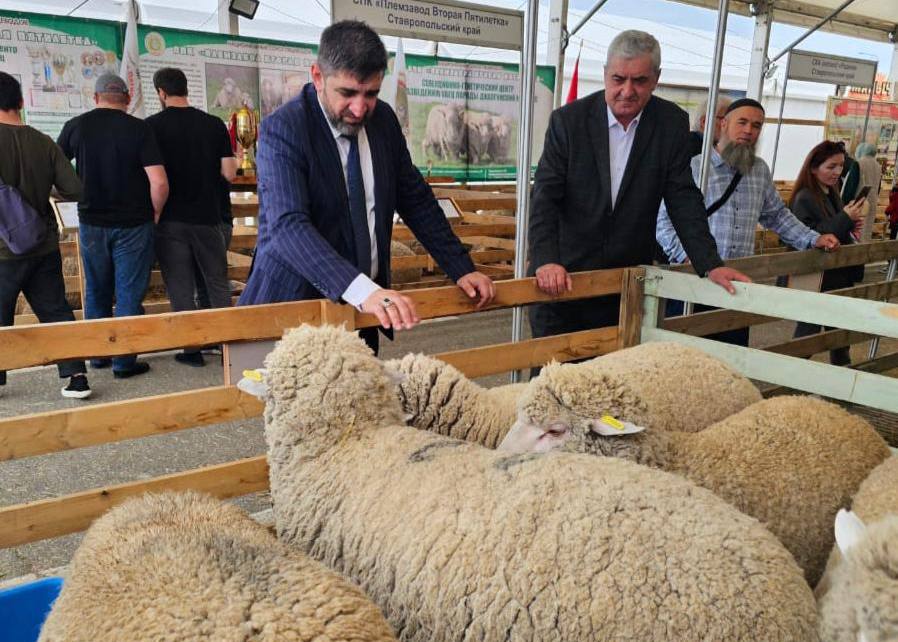 Животноводы Ингушетии на XXV выставке племенных овец и коз в Дагестане 