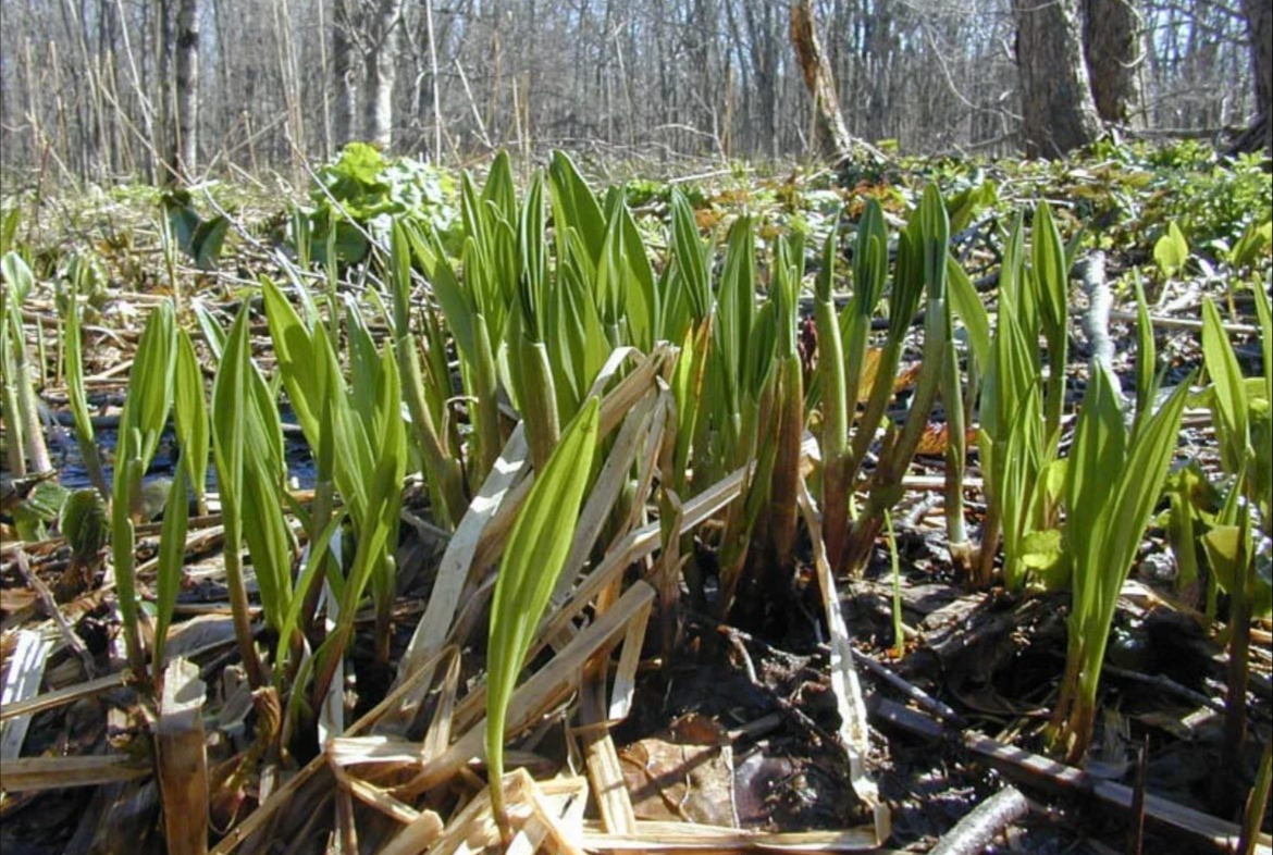 В Ингушетии прошёл фестиваль черемши - «Хьонк-тур» 